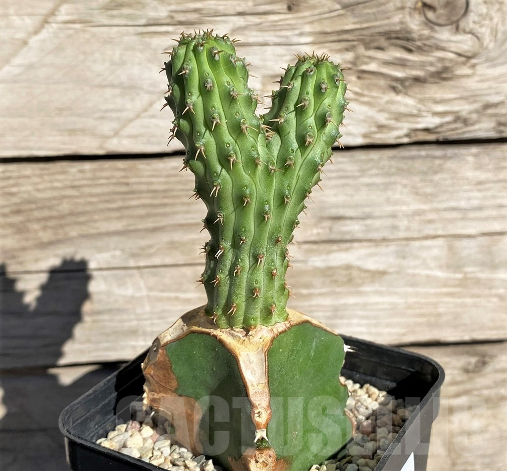 SHPR33864 Euphorbia multiclava, grafted - Obrázek 2