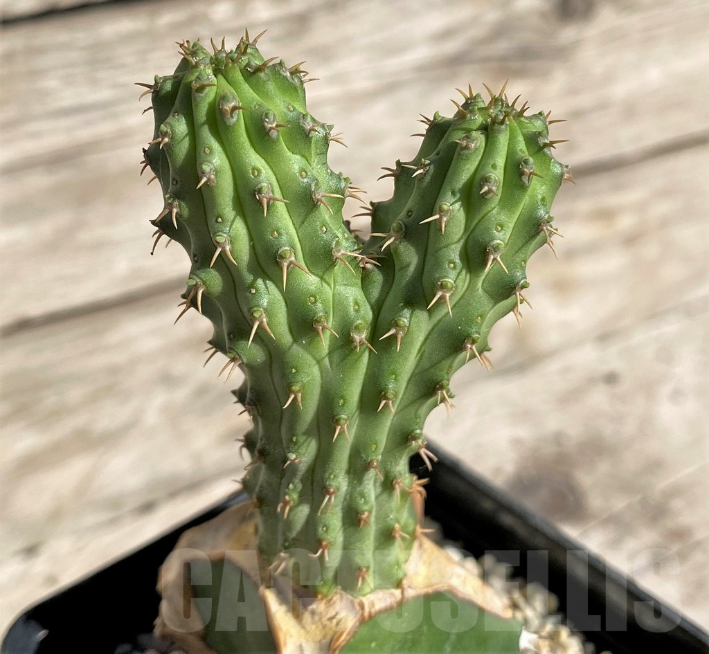 SHPR33864 Euphorbia multiclava, grafted