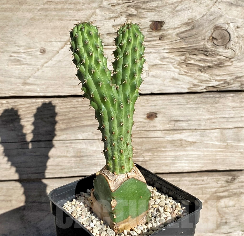 SHPR33866 Euphorbia multiclava, grafted – Image 2