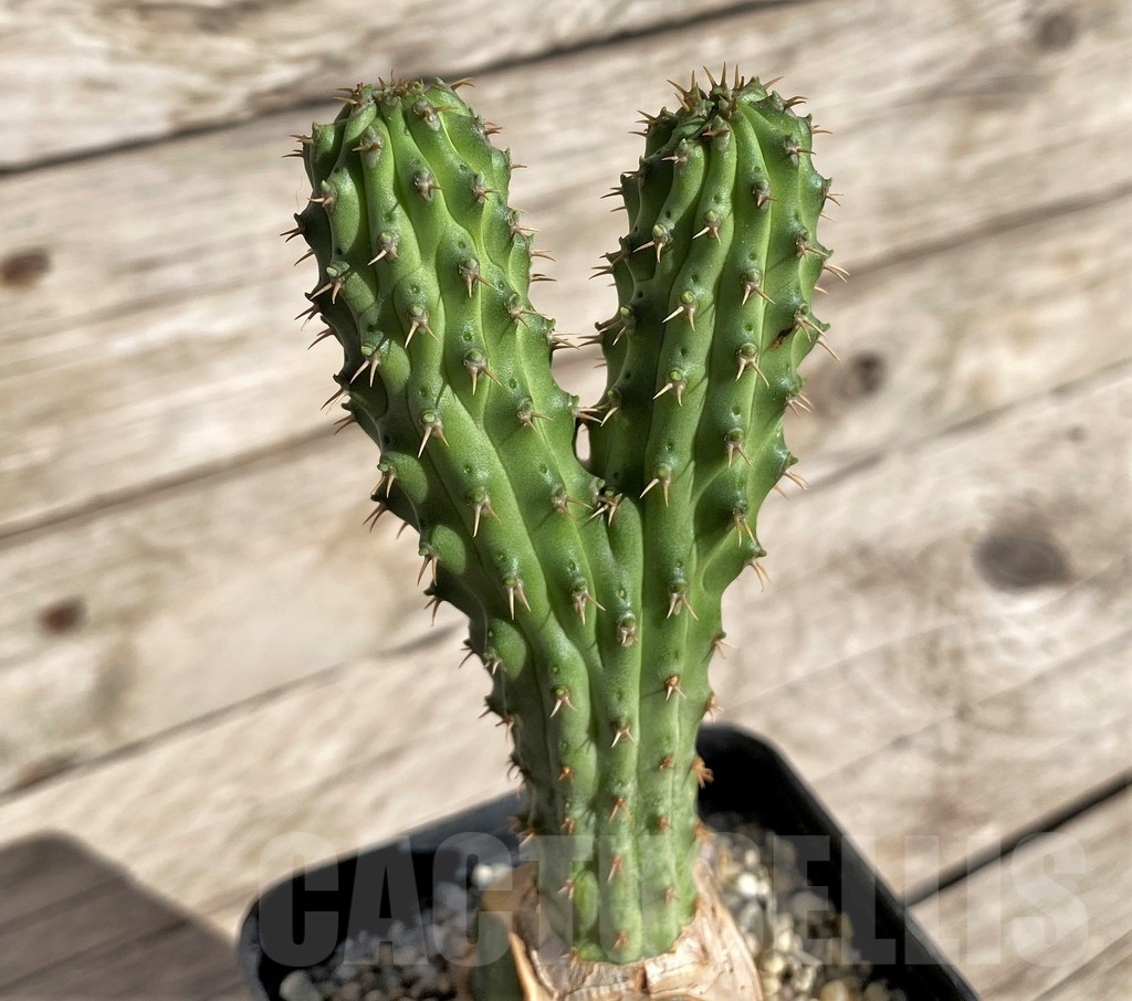 SHPR33866 Euphorbia multiclava, grafted
