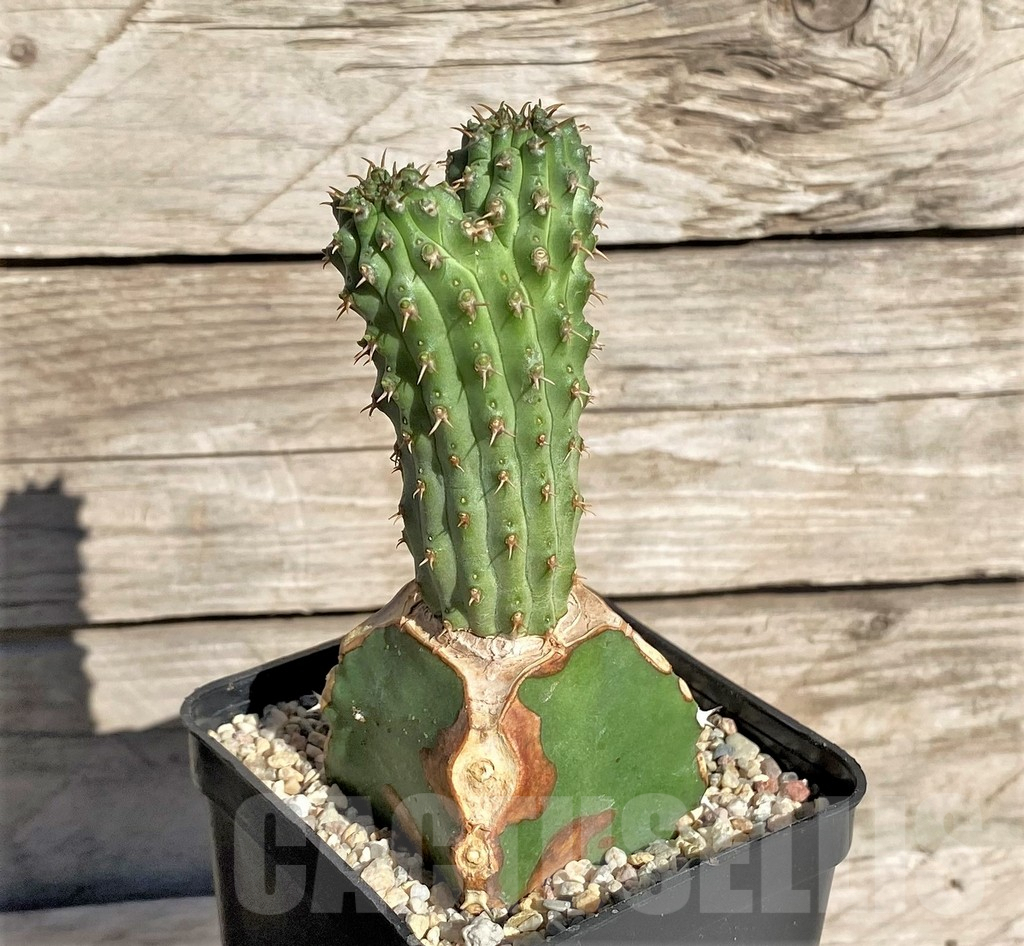 SHPR33867 Euphorbia multiclava, grafted – Image 2