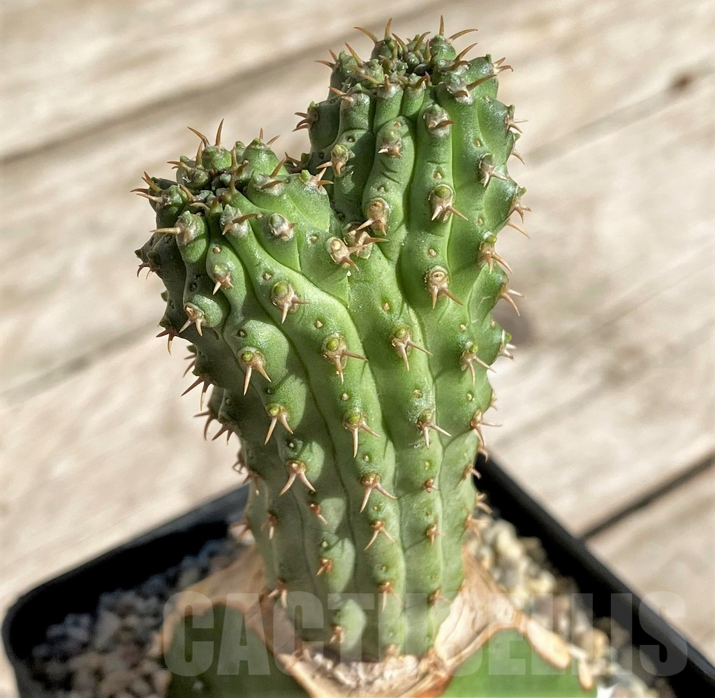 SHPR33867 Euphorbia multiclava, grafted