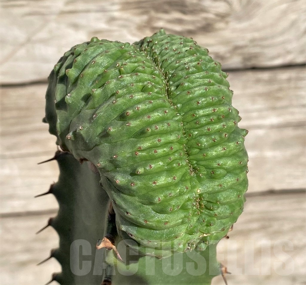 SHPR33868 Euphorbia obesa ‘Malik’ f. cristata, grafted