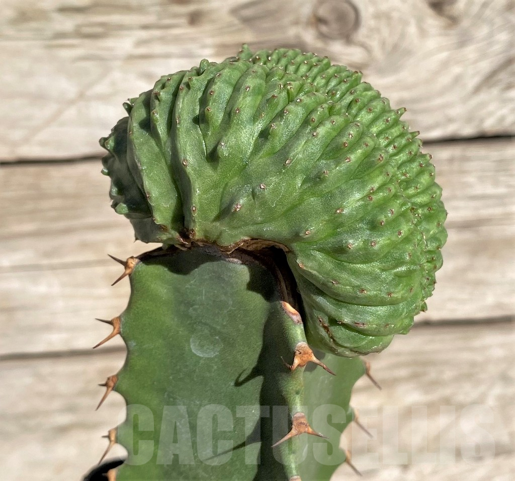 SHPR33868 Euphorbia obesa ‘Malik’ f. cristata, grafted – Image 2