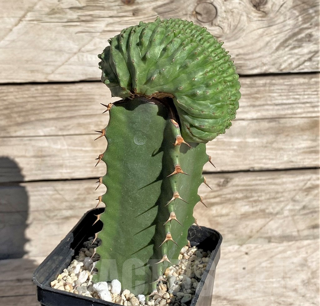 SHPR33868 Euphorbia obesa ‘Malik’ f. cristata, grafted – Image 3