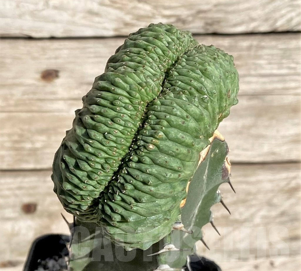 SHPR33869 Euphorbia obesa ‘Malik’ f. cristata, grafted