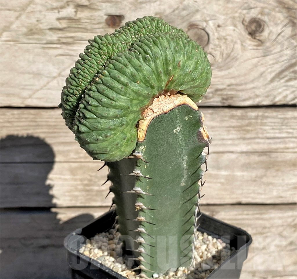 SHPR33869 Euphorbia obesa ‘Malik’ f. cristata, grafted – Image 2