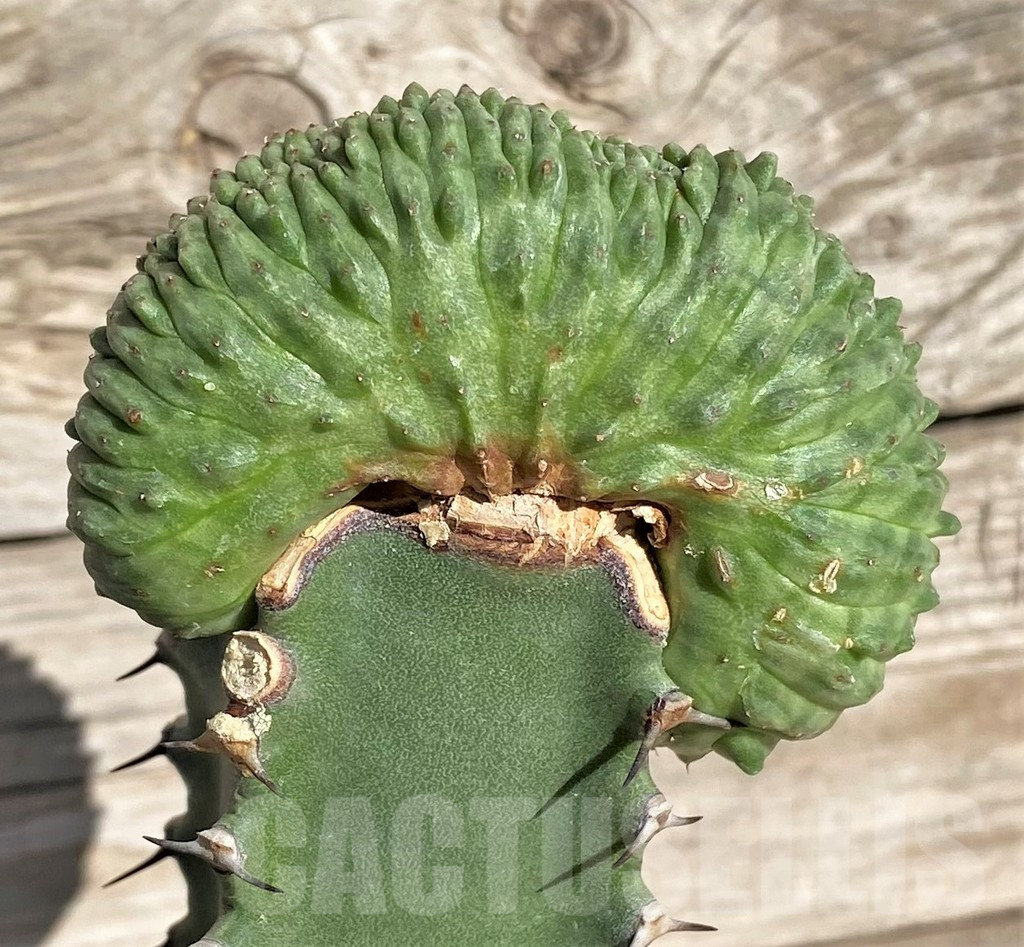 SHPR33869 Euphorbia obesa ‘Malik’ f. cristata, grafted – Image 3