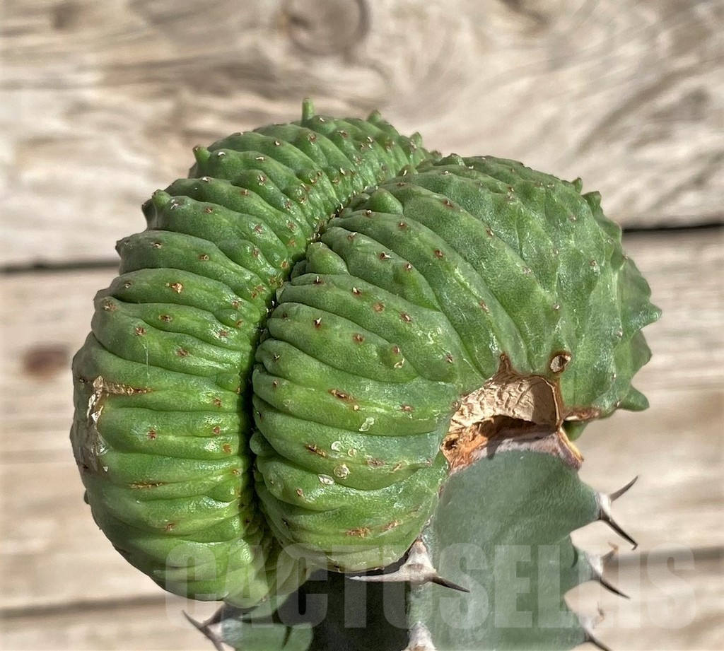 SHPR33870 Euphorbia obesa ‘Malik’ f. cristata, grafted