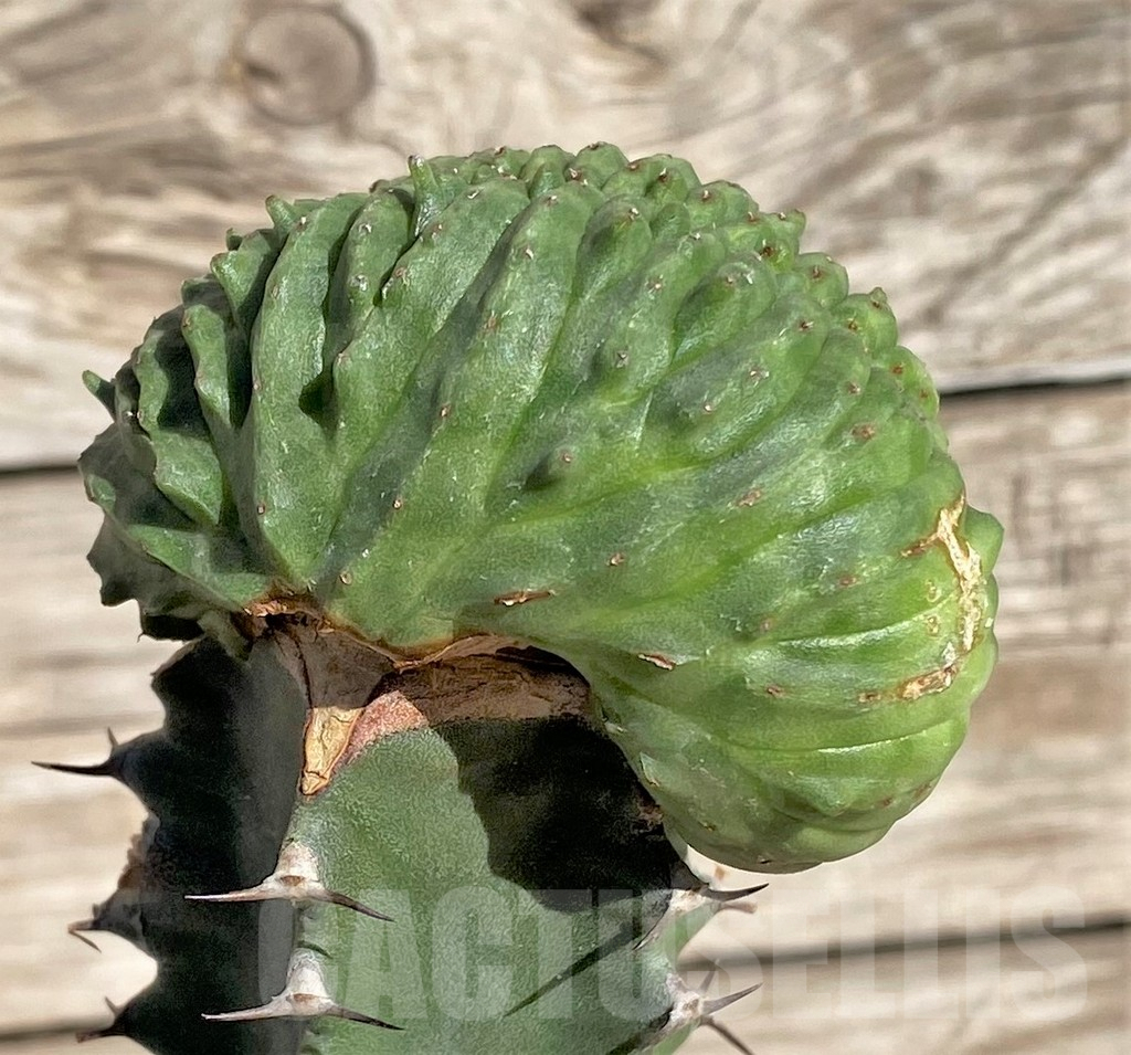 SHPR33870 Euphorbia obesa ‘Malik’ f. cristata, grafted - Image 2