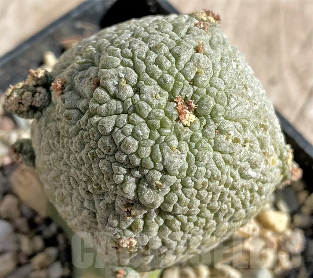 SHPR33871 Pseudolithos cubiformis, grafted