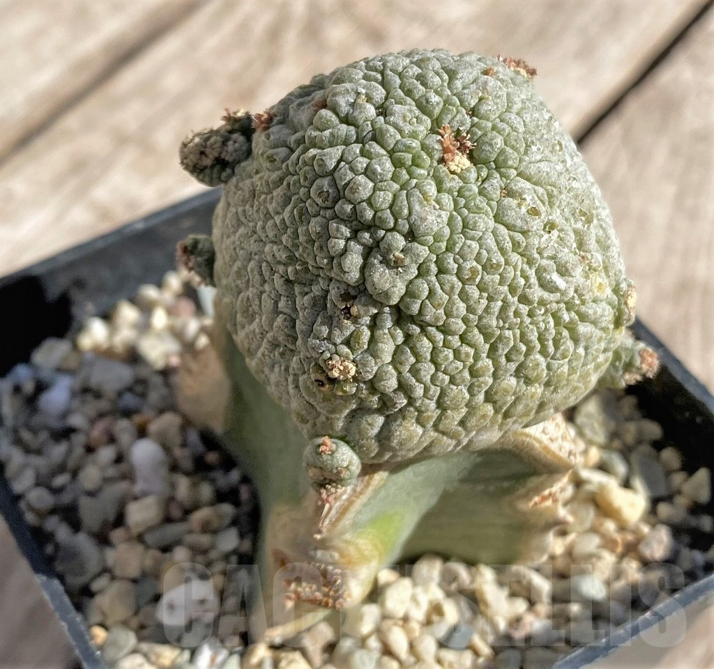 SHPR33871 Pseudolithos cubiformis, grafted - Image 2