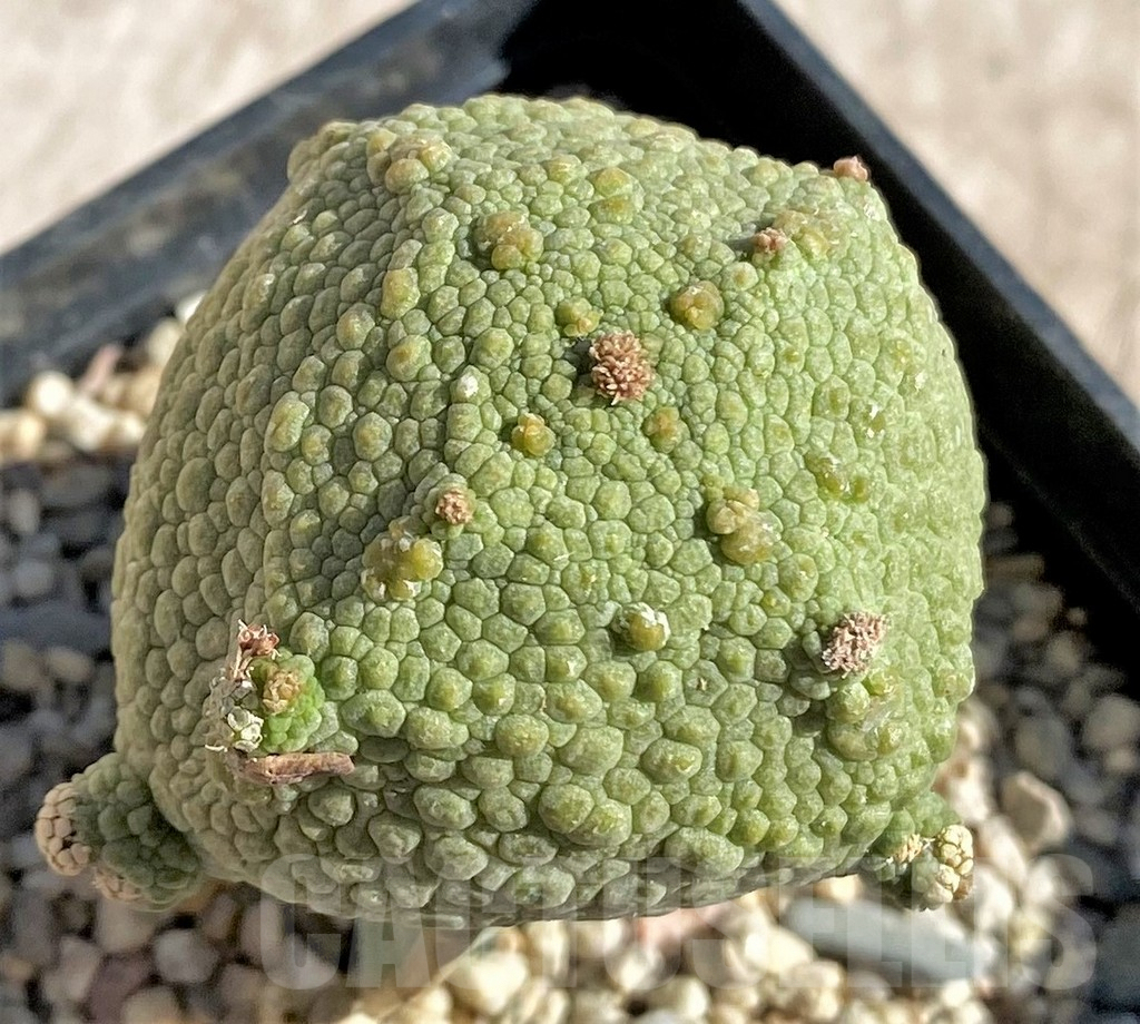 SHPR33872 Pseudolithos cubiformis, grafted