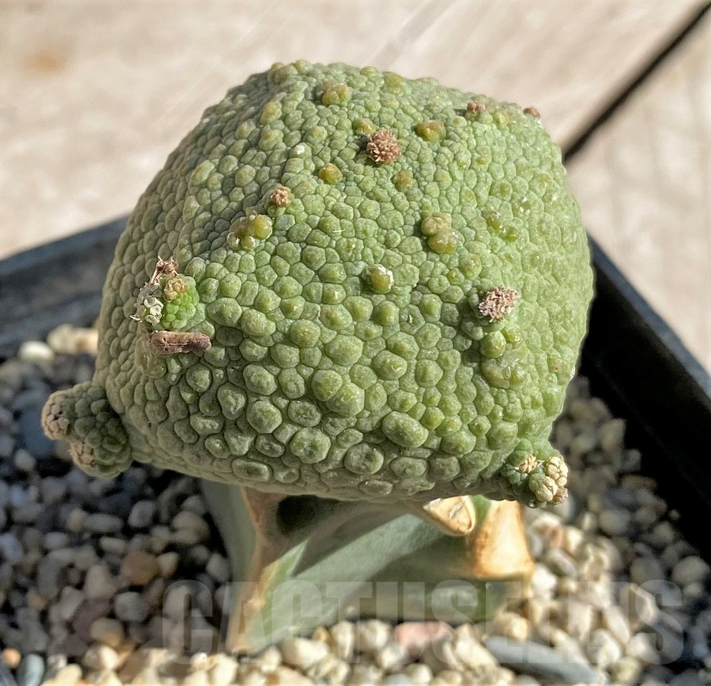 SHPR33872 Pseudolithos cubiformis, grafted - Image 2