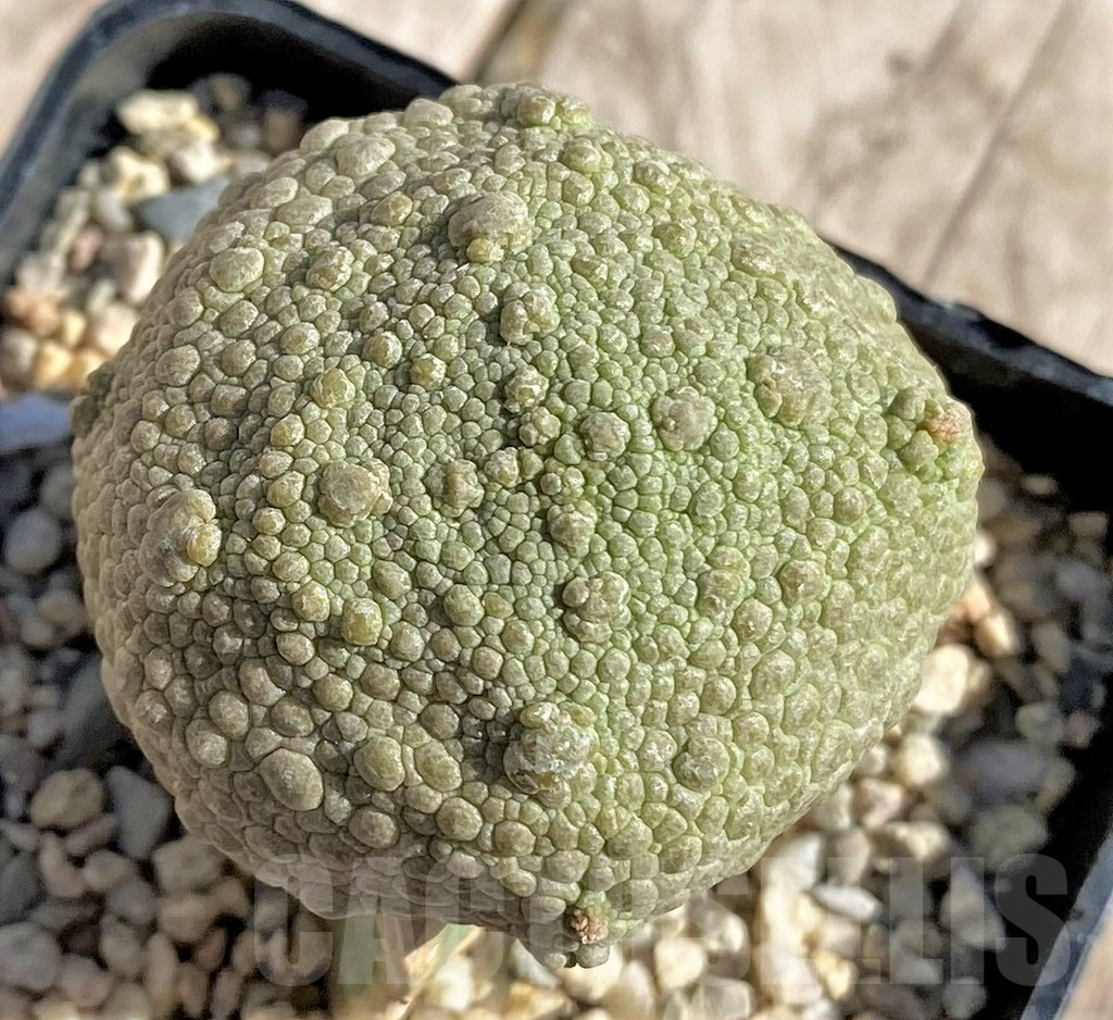 SHPR33873 Pseudolithos cubiformis, grafted