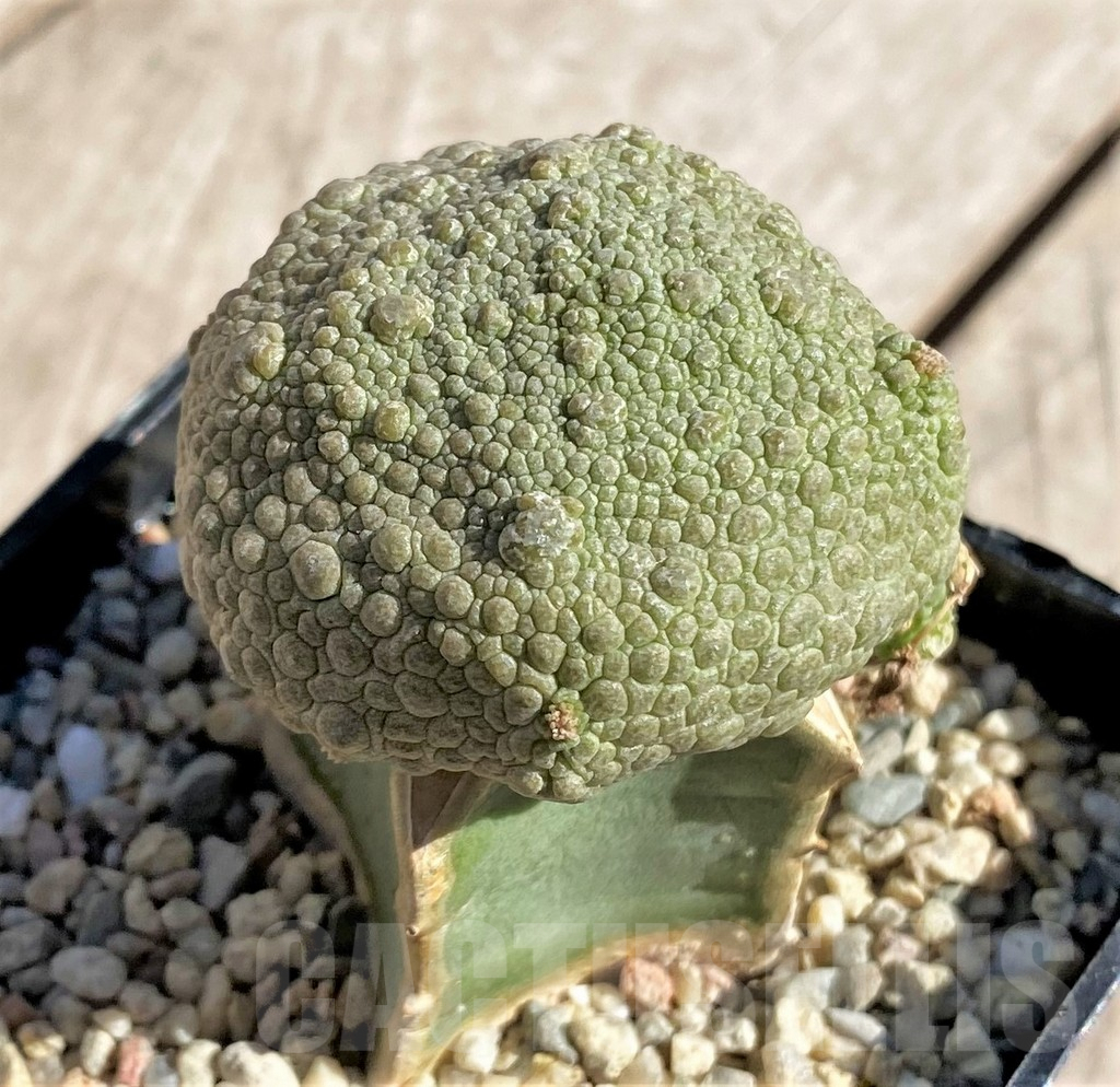 SHPR33873 Pseudolithos cubiformis, grafted - Obrázek 2