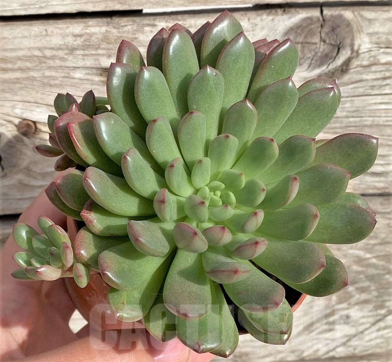 SHPR33941 Sedeveria 'Pink Ruby' - Image 2