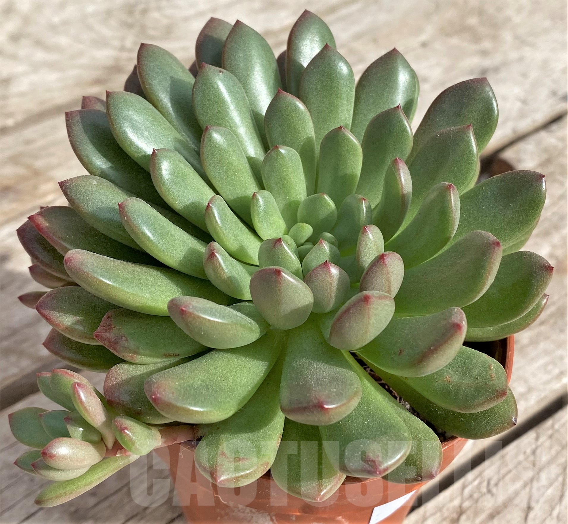 SHPR33941 Sedeveria 'Pink Ruby'