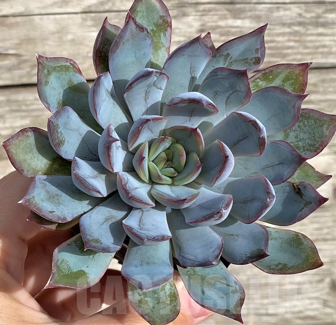 SHPR33943 Echeveria hybrid