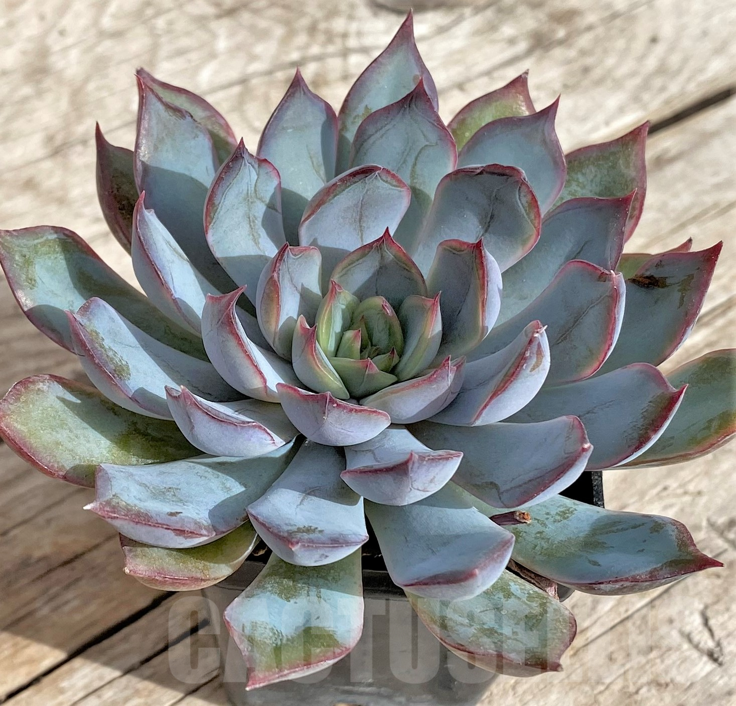 SHPR33943 Echeveria hybrid - 画像 (2)