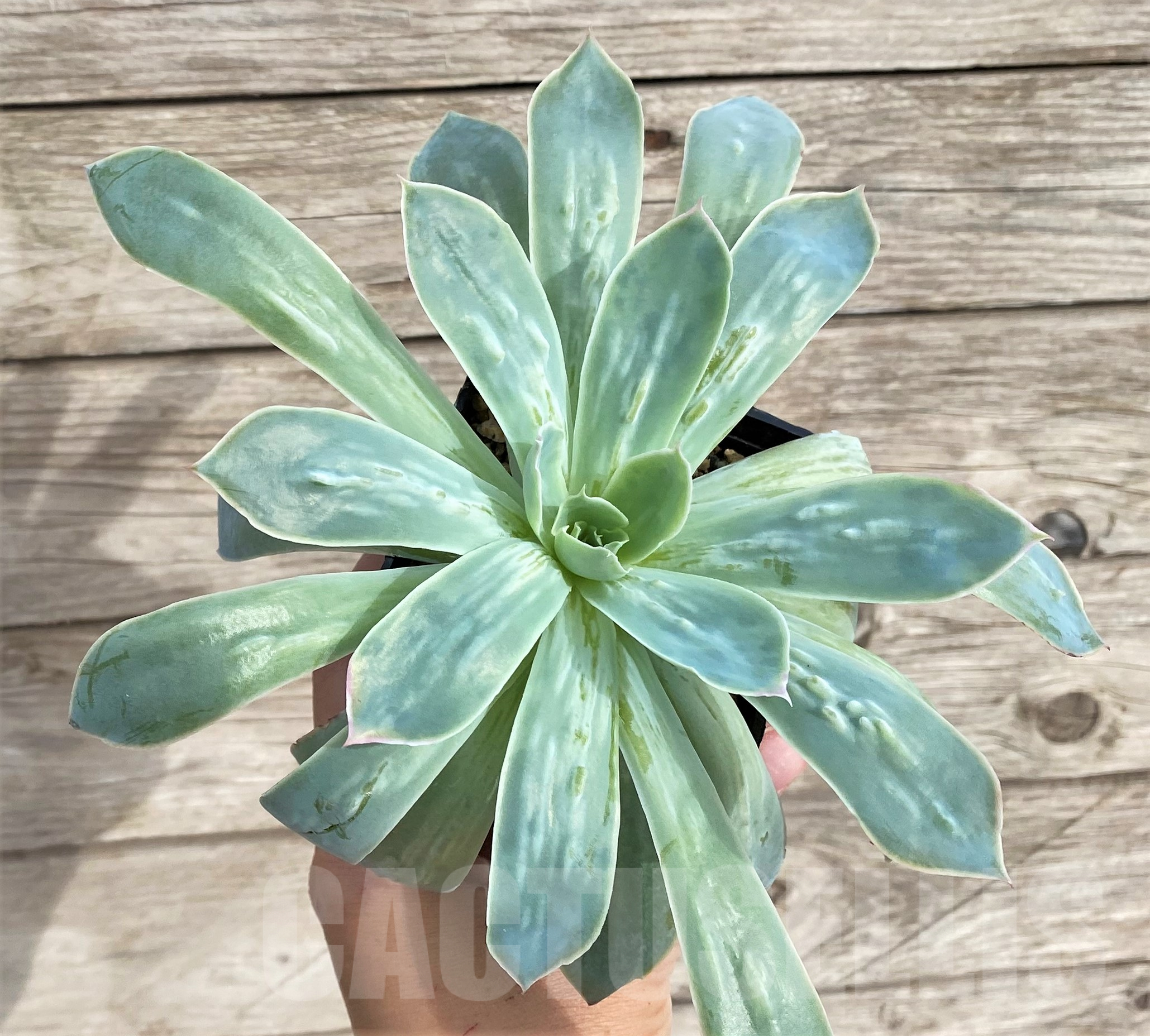 SHPR33945 Echeveria hybrid