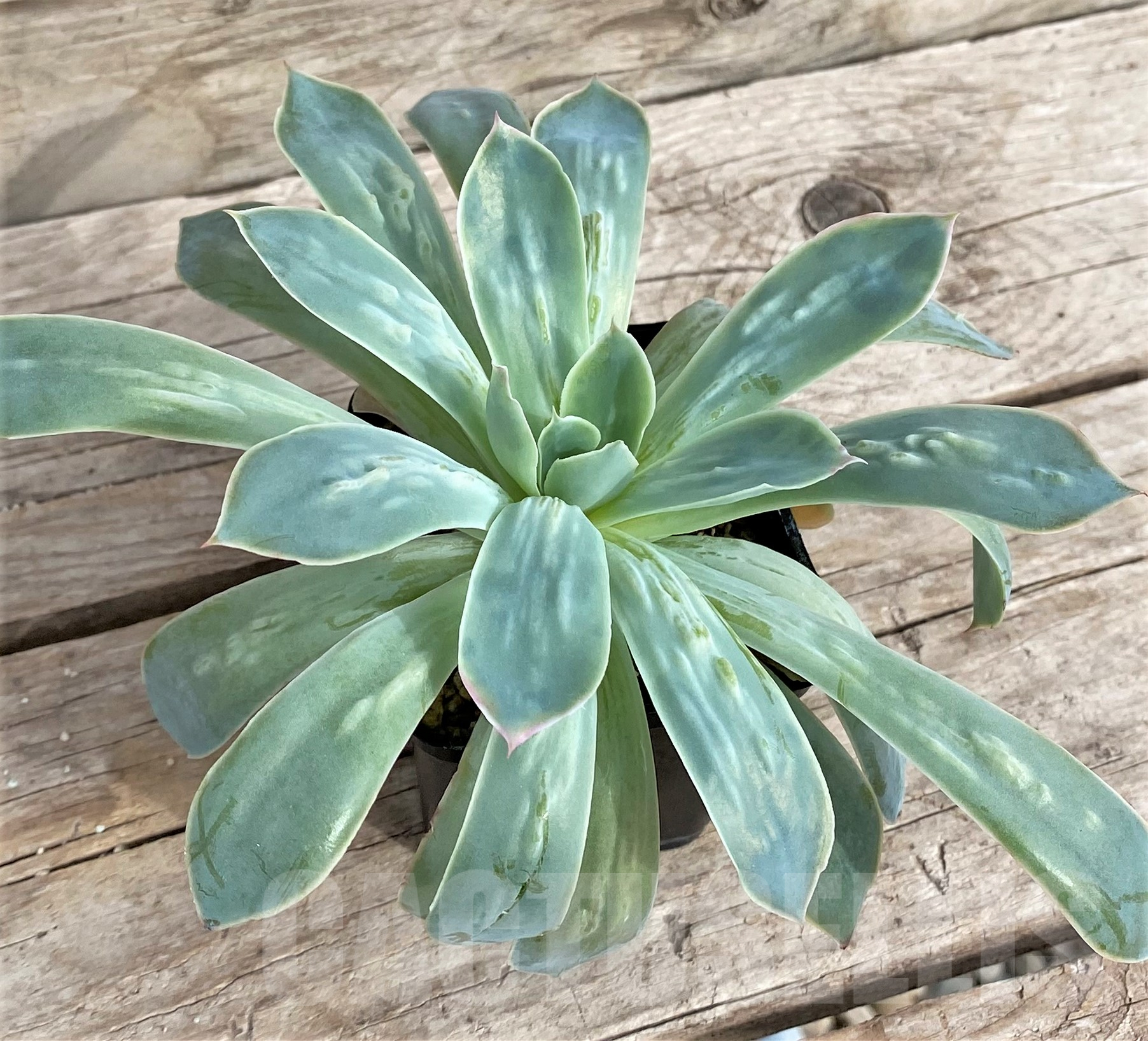 SHPR33945 Echeveria hybrid - Image 2