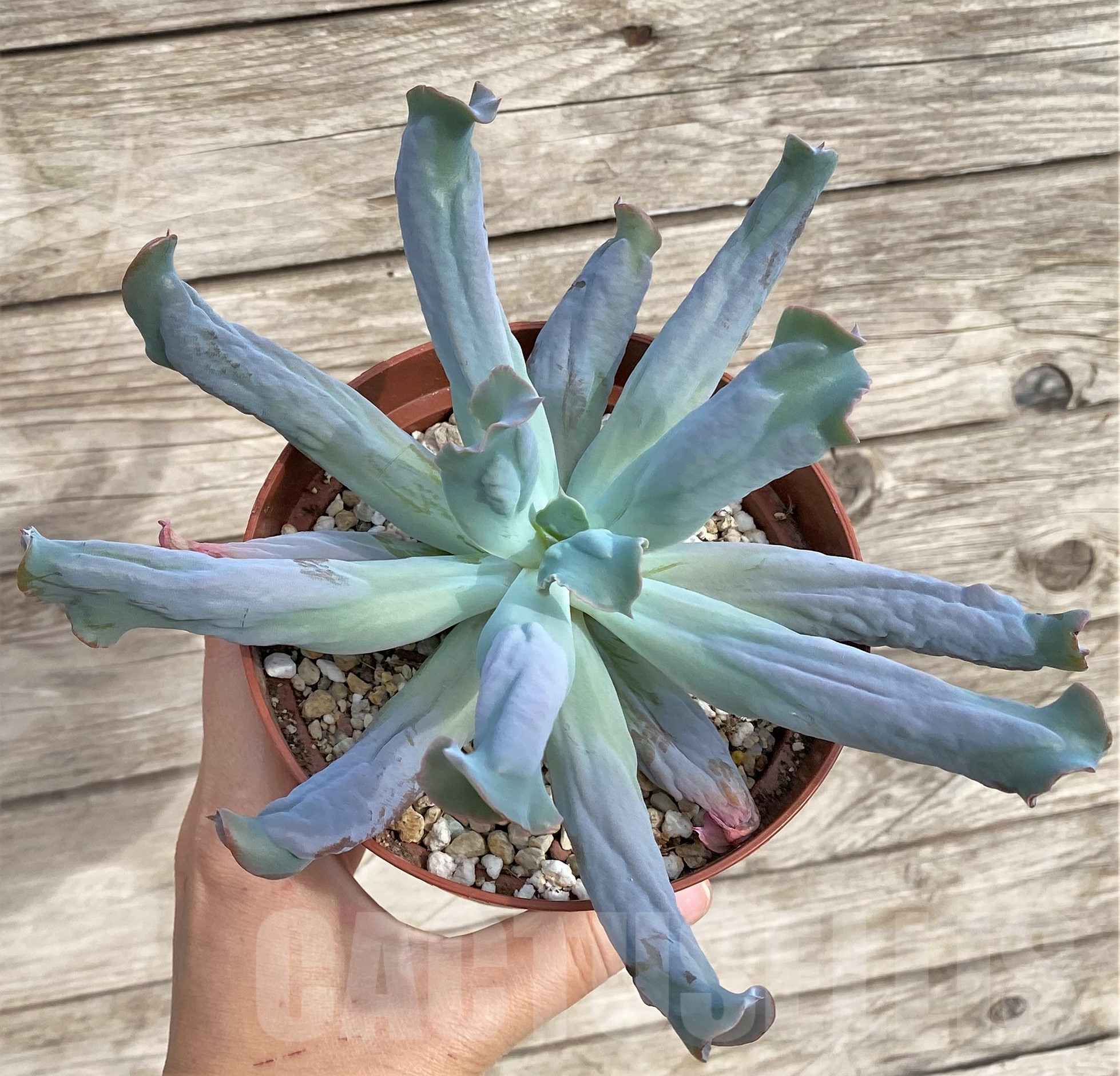 SHPR33947 Echeveria ‘Culibra’ - Image 2