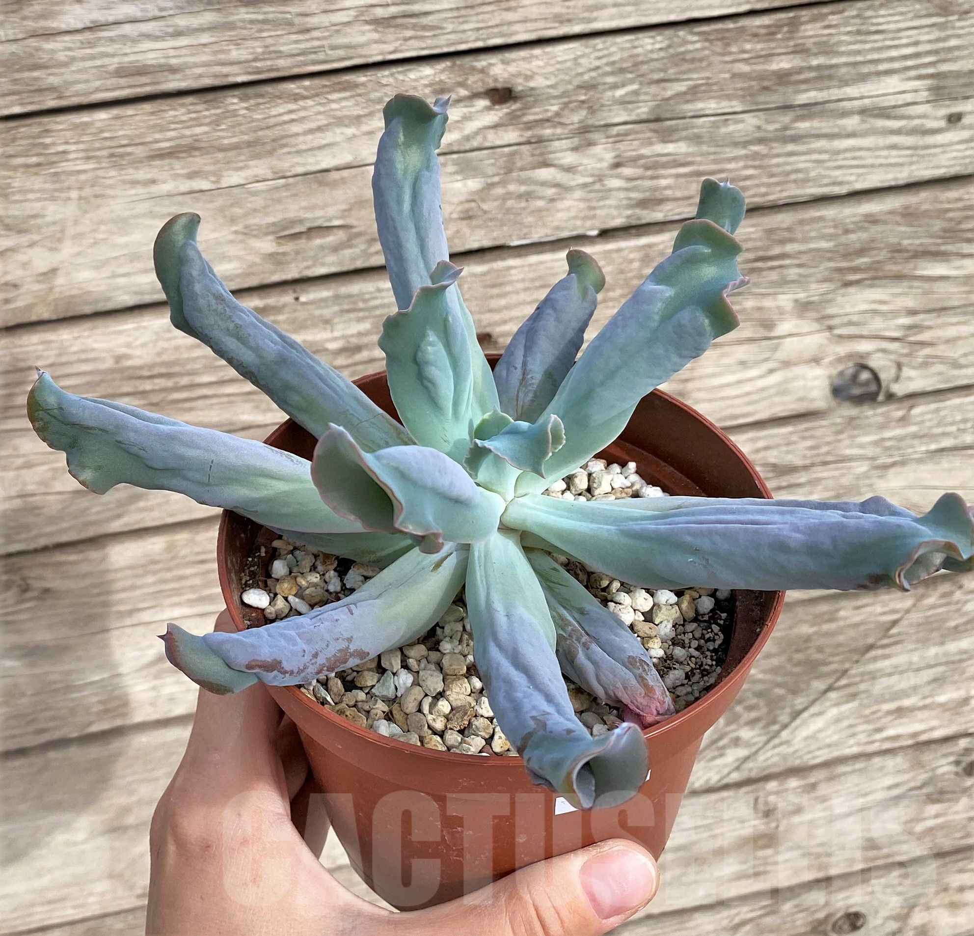 SHPR33947 Echeveria ‘Culibra’ - Image 3