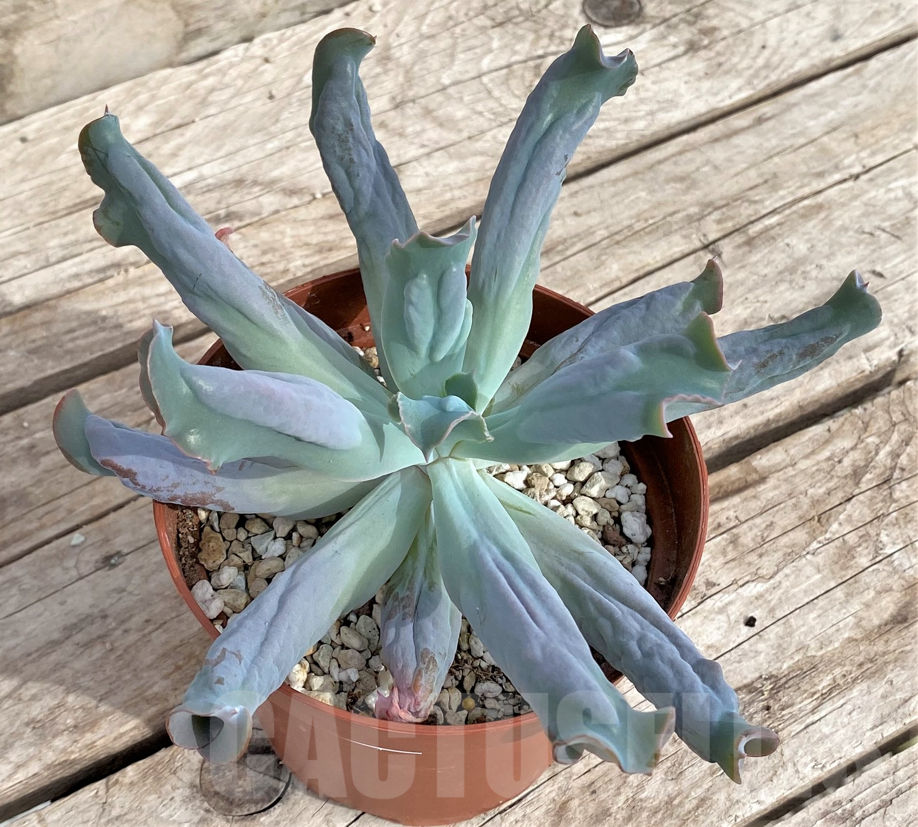 SHPR33947 Echeveria ‘Culibra’