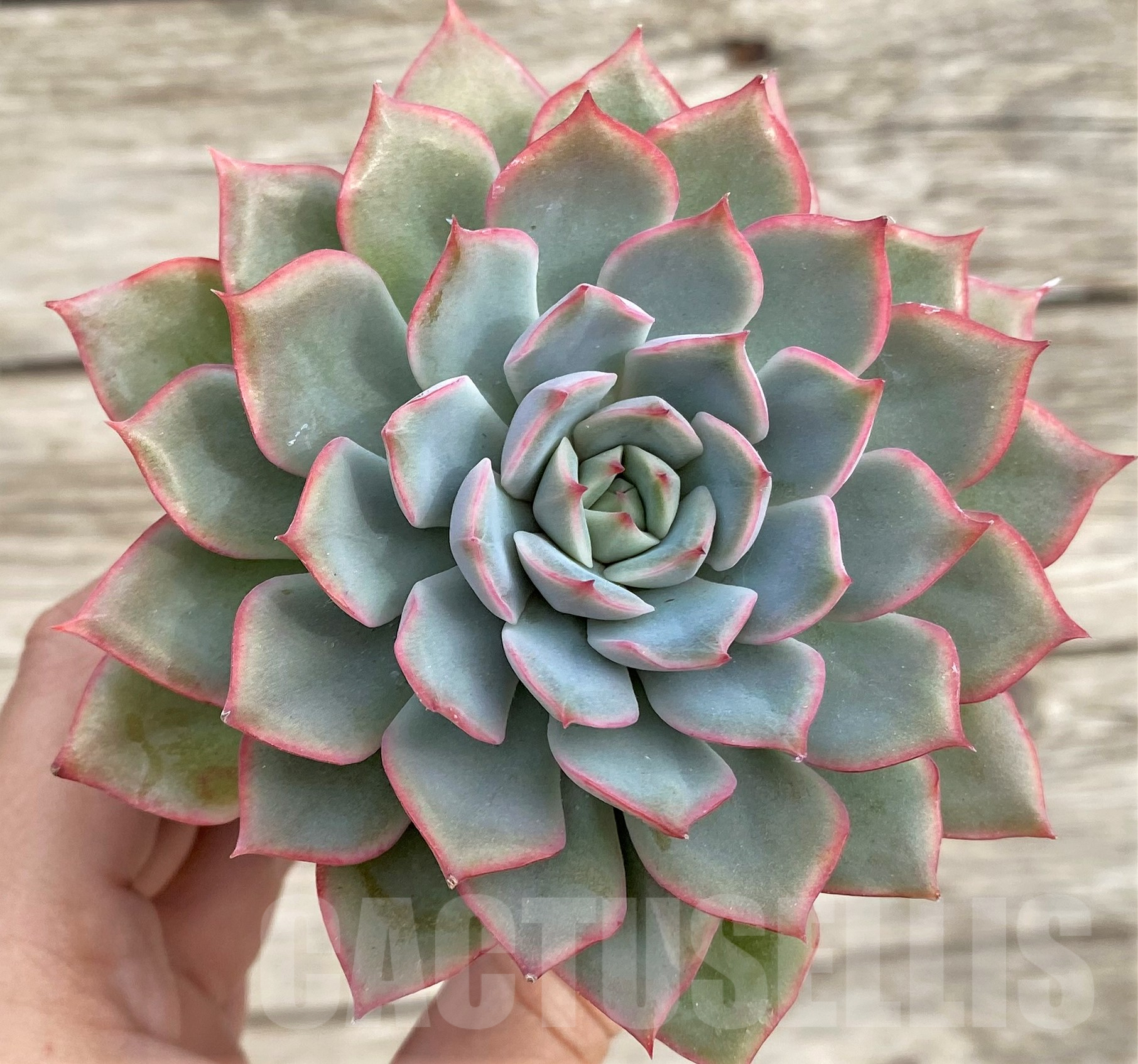 SHPR33948 Echeveria hybrid