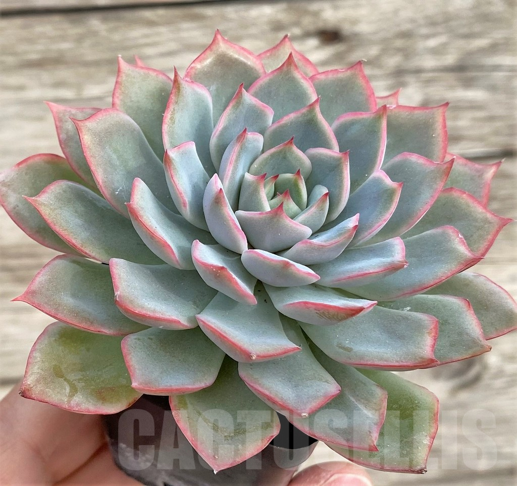 SHPR33948 Echeveria hybrid - 画像 (2)