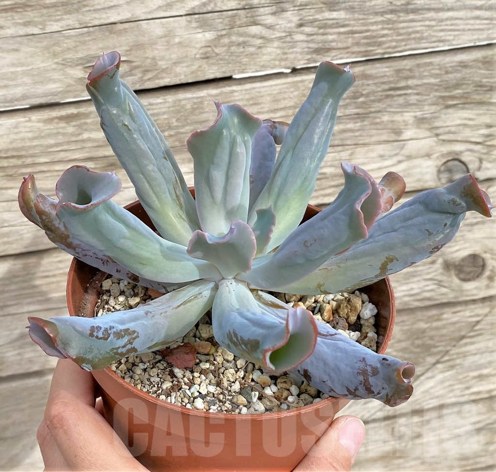 SHPR33956 Echeveria ‘Culibra’ - Image 3