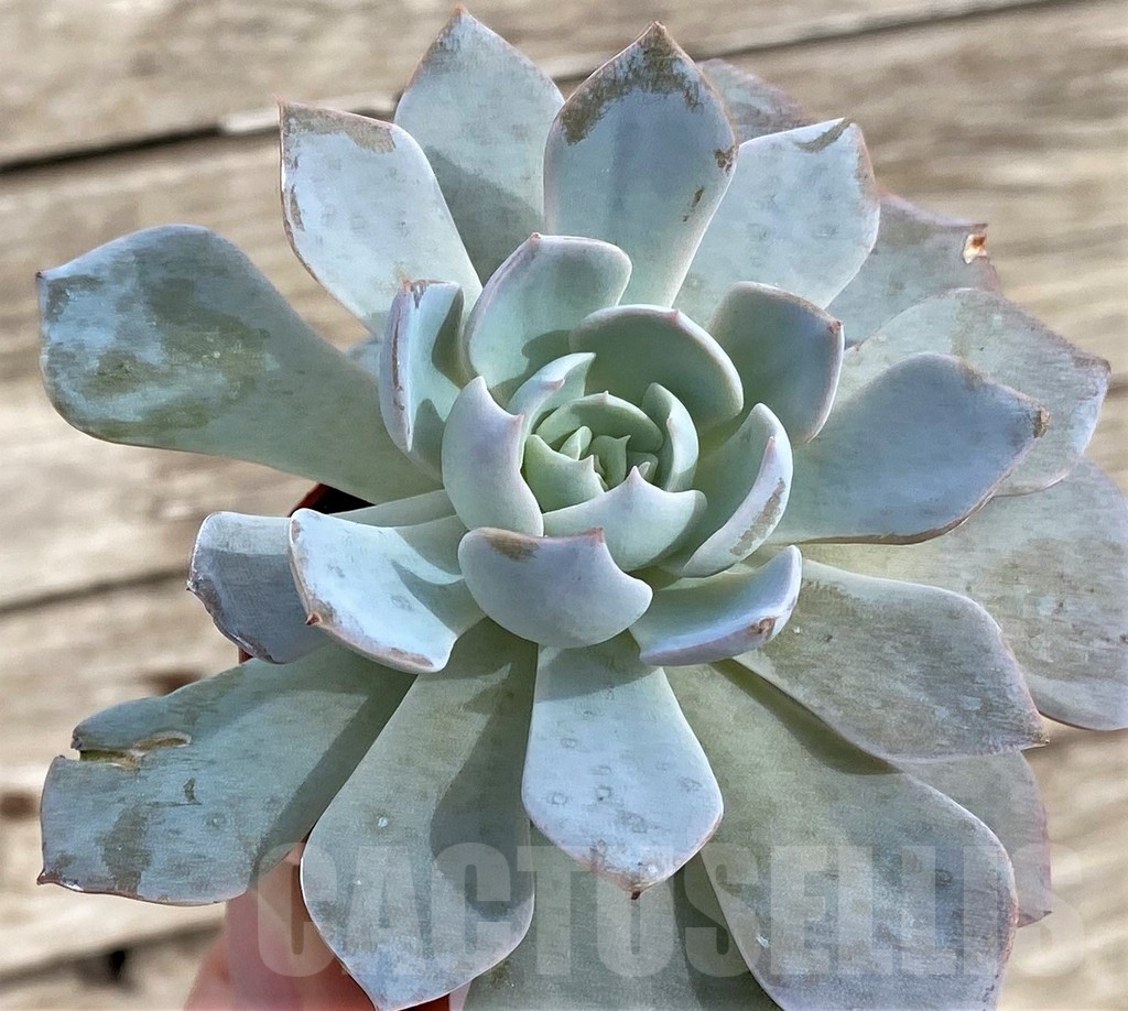SHPR33960 Echeveria hybrid