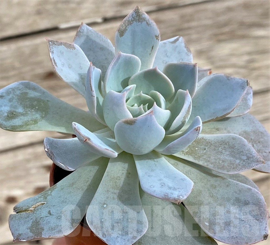 SHPR33960 Echeveria hybrid - immagine 2