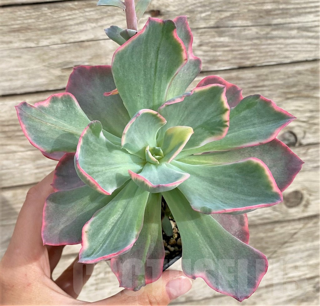 SHPR33961 Echeveria ‘Dick Wright’ f. variegata - Obrázek 2
