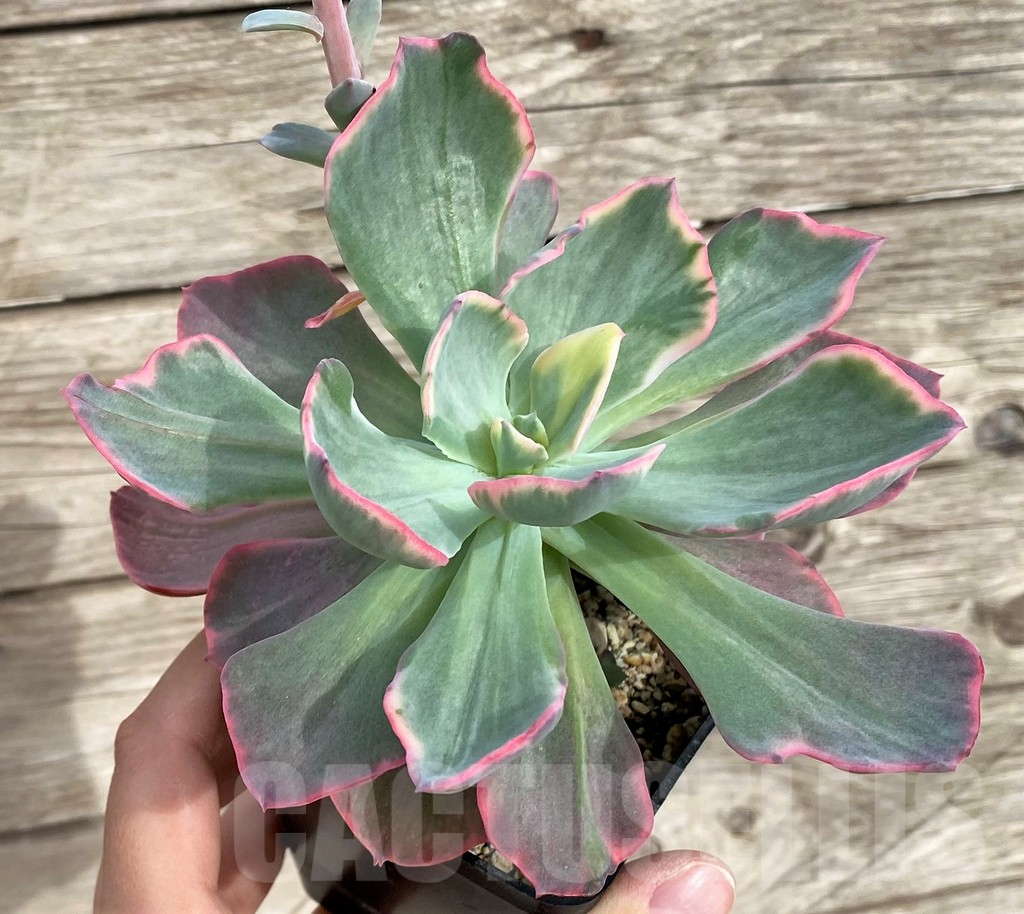 SHPR33961 Echeveria ‘Dick Wright’ f. variegata
