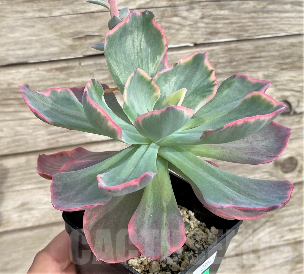 SHPR33961 Echeveria ‘Dick Wright’ f. variegata - Obrázek 3