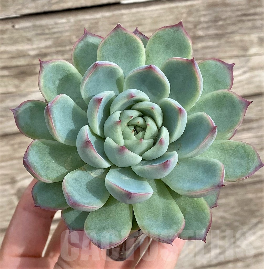 SHPR33962 Echeveria colorata 'Haage' - immagine 2