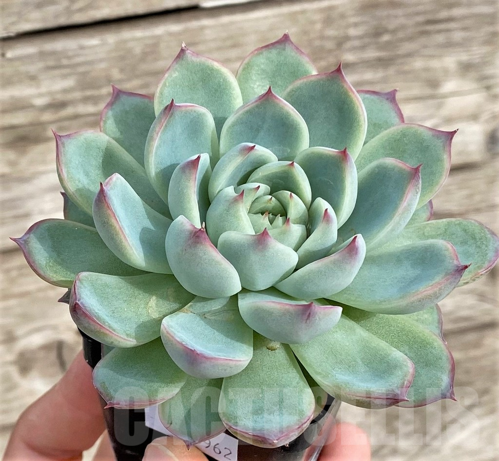 SHPR33962 Echeveria colorata 'Haage'