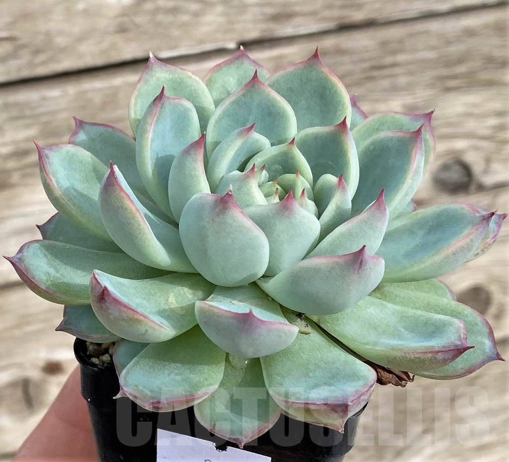 SHPR33962 Echeveria colorata 'Haage' - immagine 3