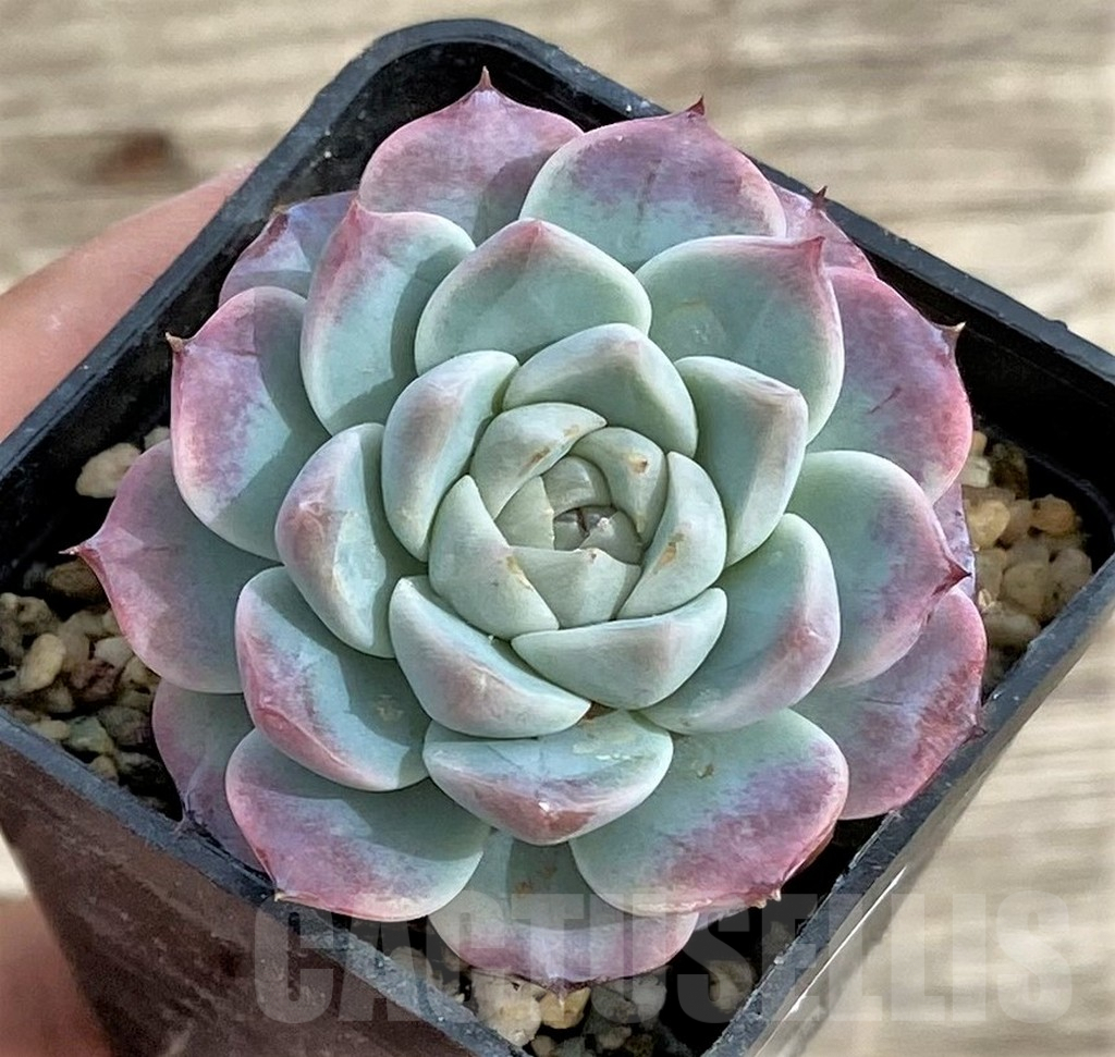 SHPR33963 Echeveria hybrid