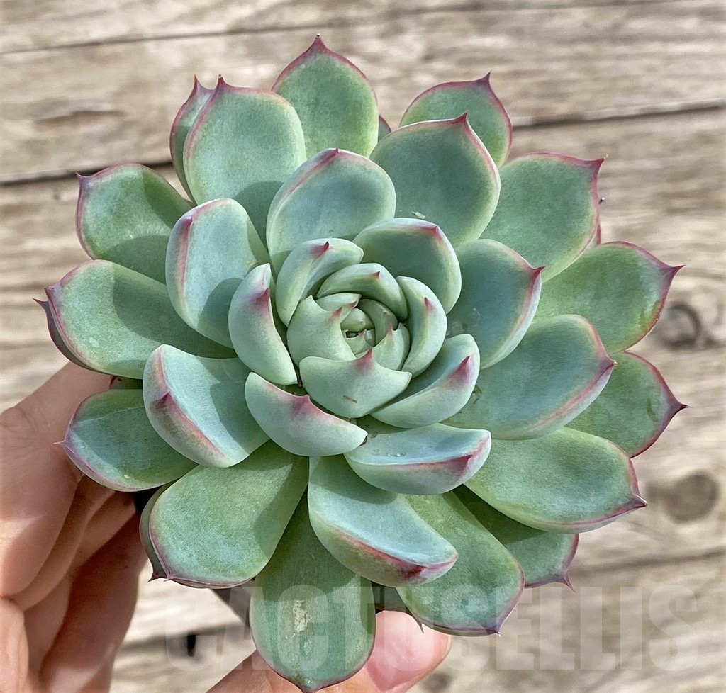 SHPR33964 Echeveria colorata 'Haage' - immagine 2