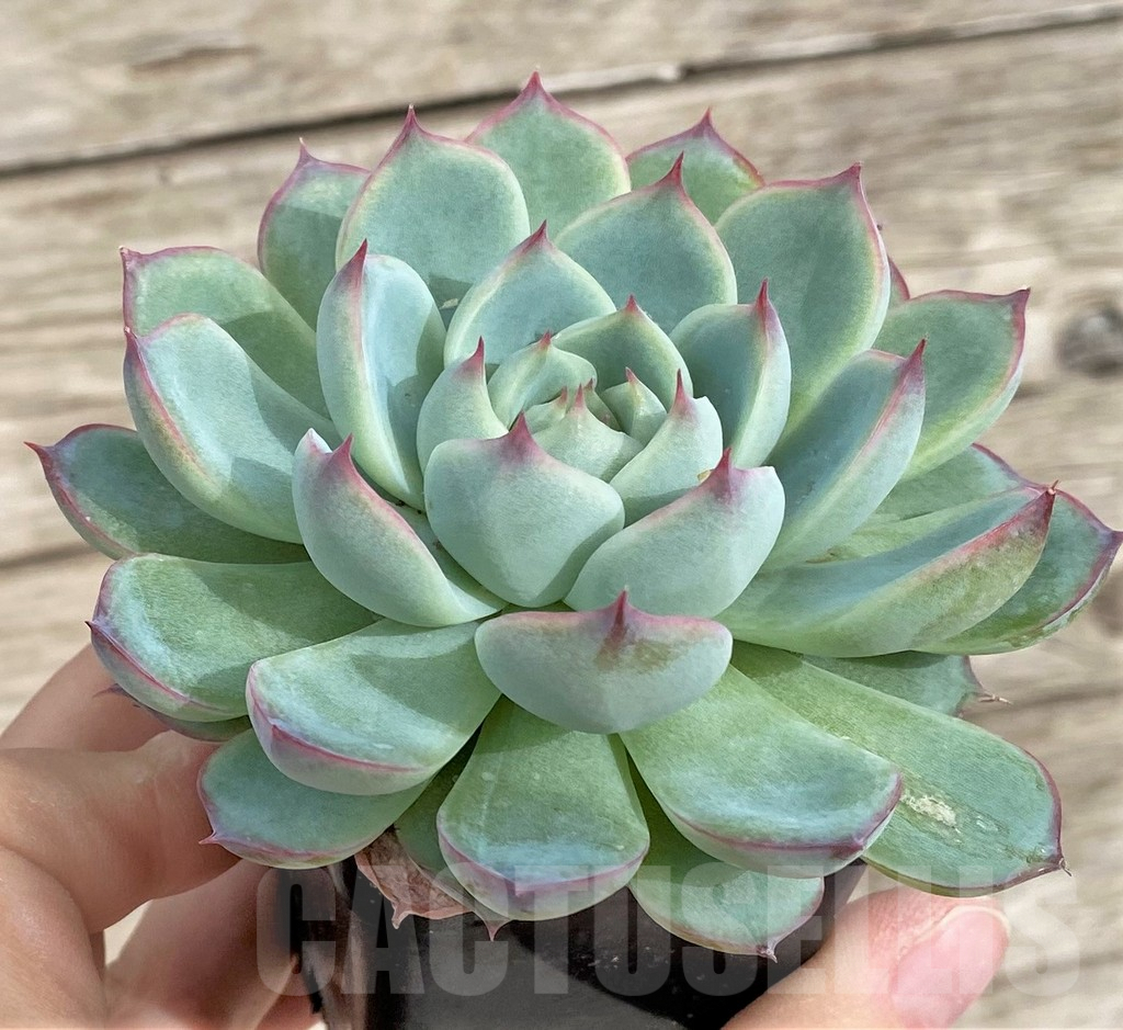 SHPR33964 Echeveria colorata 'Haage'