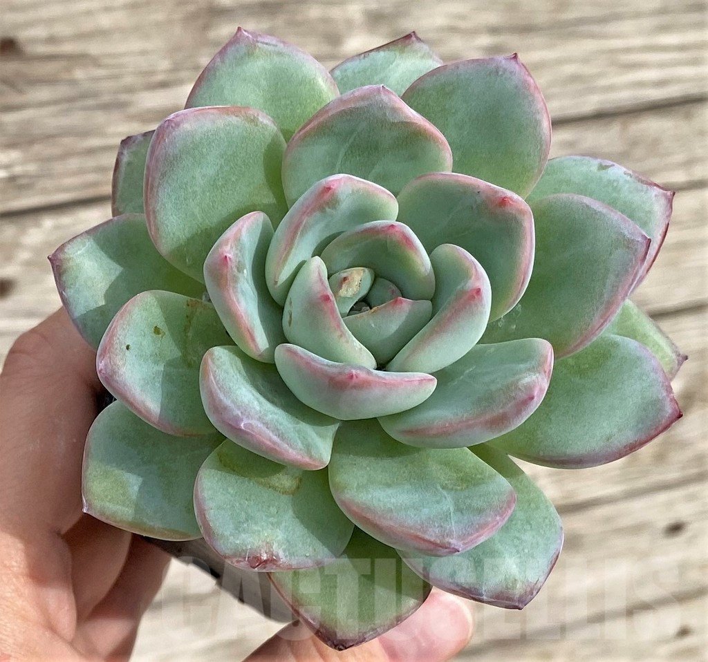 SHPR33965 Echeveria hybrid