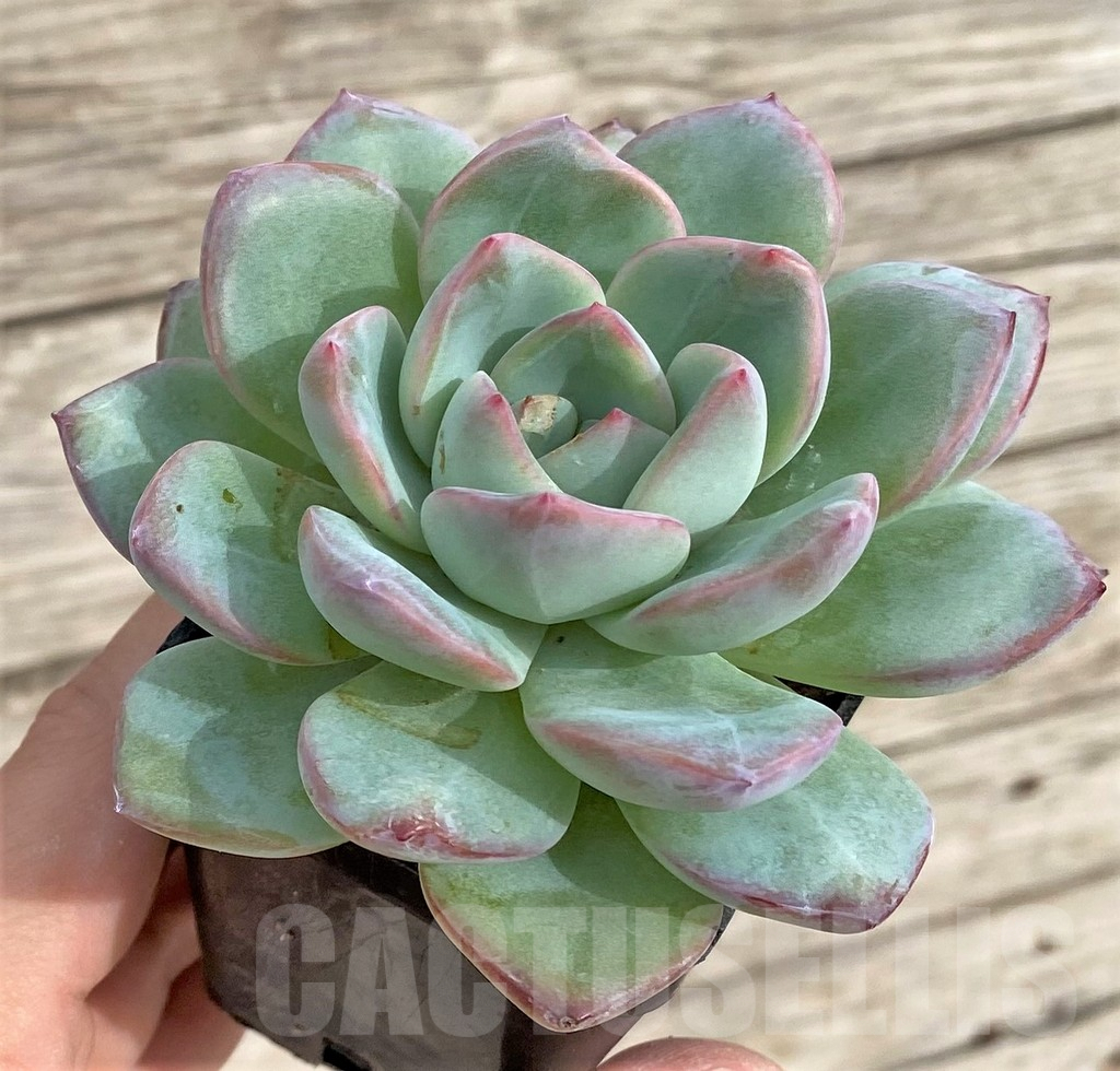SHPR33965 Echeveria hybrid - Image 2