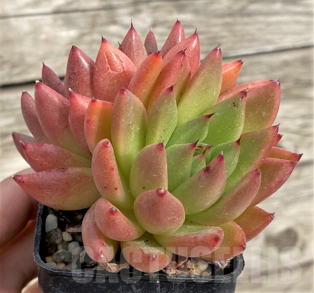 SHPR33966 Echeveria hybrid