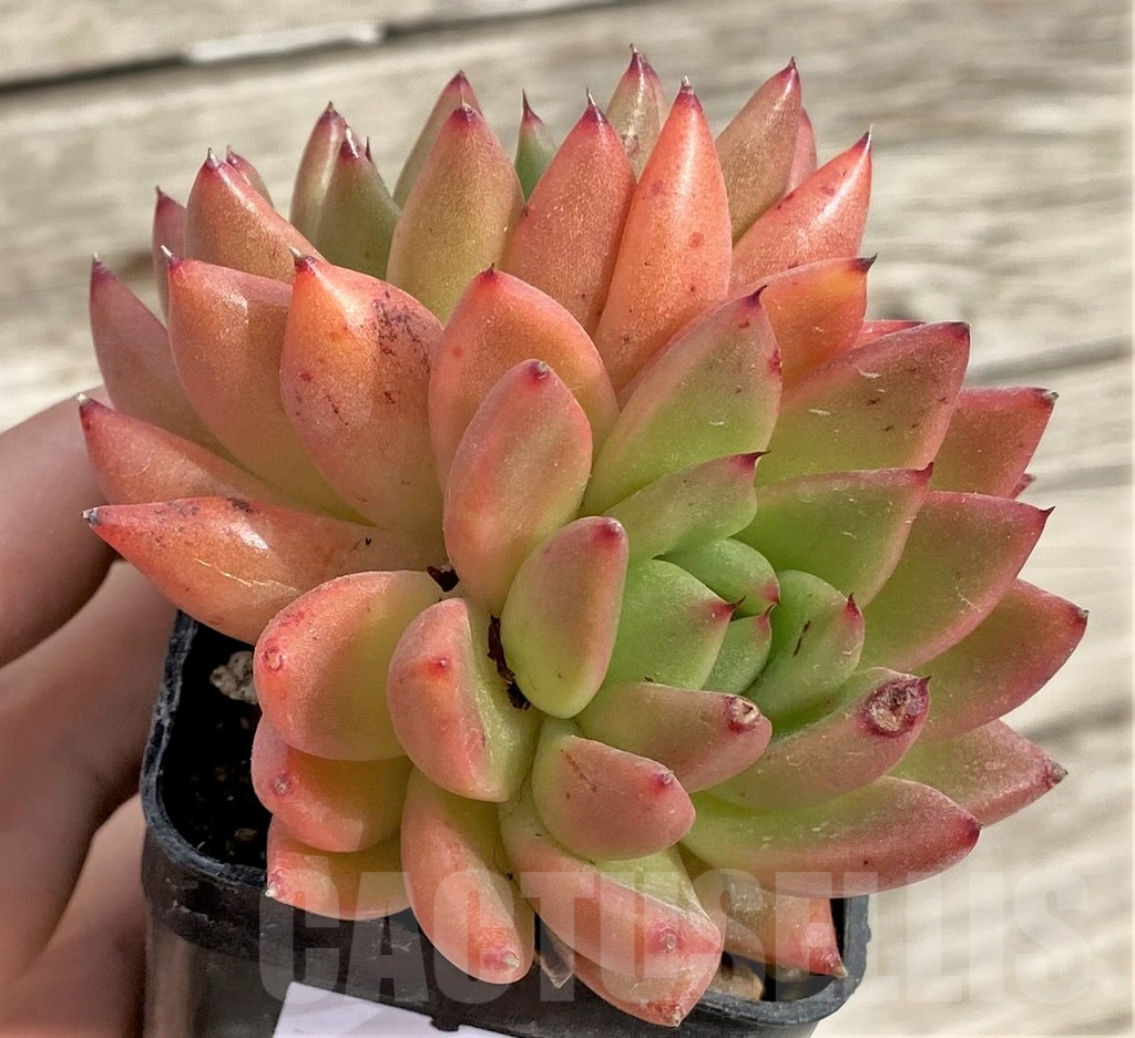 SHPR33966 Echeveria hybrid - Image 2