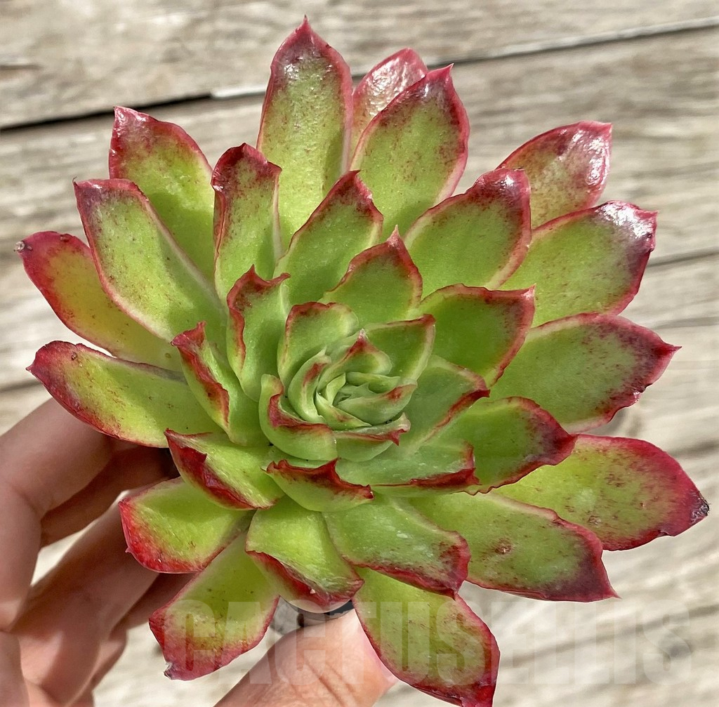 SHPR33967 Echeveria hybrid