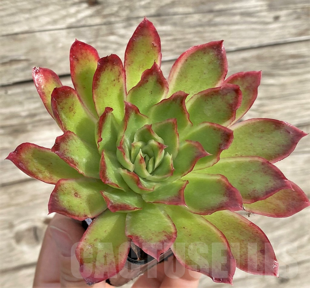 SHPR33967 Echeveria hybrid - immagine 2