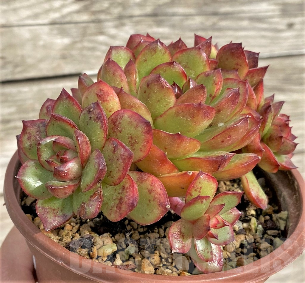 SHPR33968 Echeveria ‘Polaroid Anna’ - Image 2